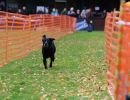 hunderennen 10 23l1