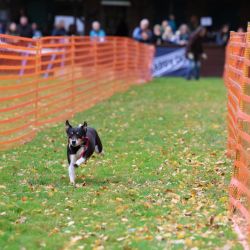 hunderennen 10 23l1