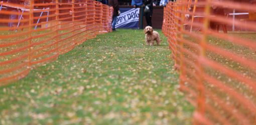 hunderennen 10l1