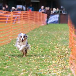 hunderennen 10 23l1