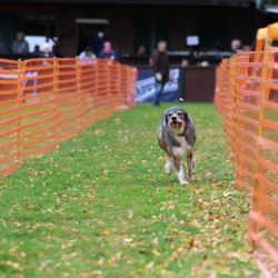 hunderennen 10 23l2