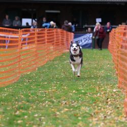 hunderennen 10 23l2
