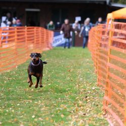 hunderennen 10 23l2