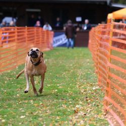 hunderennen 10 23l2