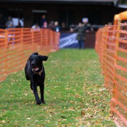 hunderennen 10 23l2