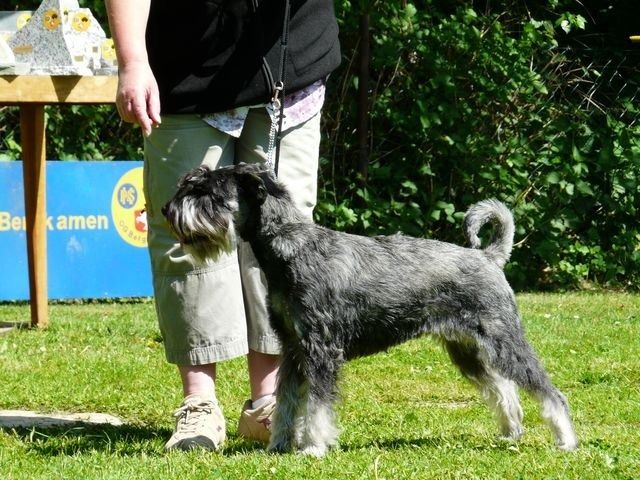 pskogschau2011